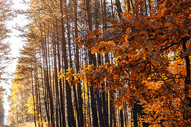 开云体育-DRX险胜EG，Rascal关键制胜：英雄联盟赛场上的逆转奇迹